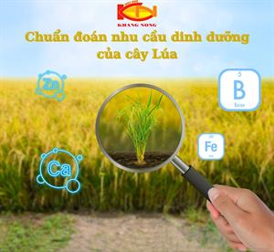  ✅CHẨN ĐOÁN NHU CẦU DINH DƯỠNG TRUNG VÀ VI LƯỢNG CỦA CÂY TRỒNG